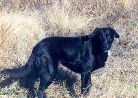 Lucky, a black Labrador Retriever wearing a collar and tag, standing in a field of dry grass